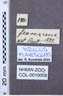 Etiketten zu Calais gibberosus (NHMW-ZOO-COL-0010058)